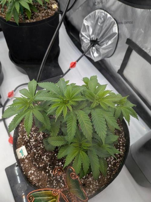 Clementine Slush #1. Week 7 - Week 7 - Day 46: Responding Great!