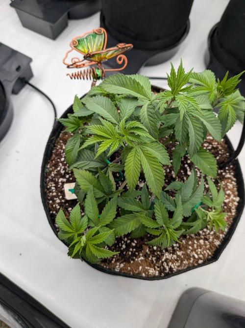 Clementine Slush #1. Week 7 - Week 7 - Day 43: Small LST
