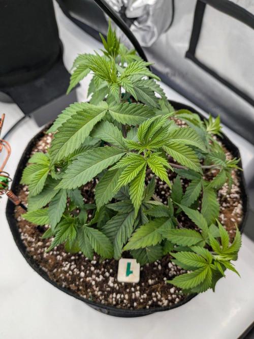 Clementine Slush #1. Week 7 - Week 7 - Day 43: Small LST