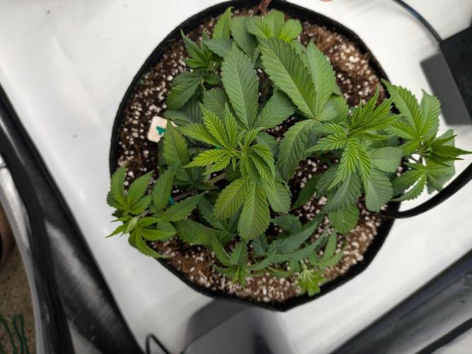 Clementine Slush #1. Week 7 - Week 7 - Day 43: Small LST