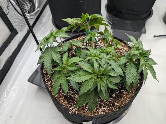Clementine Slush #1. Week 7 - Week 7 - Day 43: Small LST