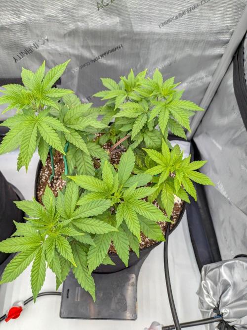 Clementine Slush #2. Week 7 - Week 7 - Day 48: Not Ready for Stakes