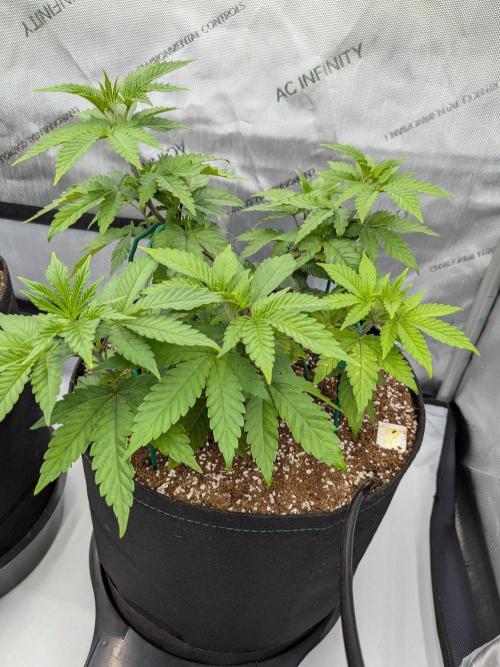 Clementine Slush #2. Week 7 - Week 7 - Day 48: Not Ready for Stakes