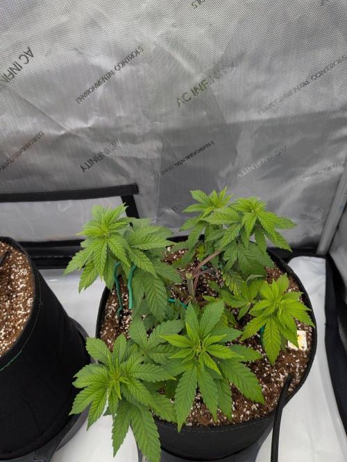Clementine Slush #2. Week 7 - Week 7 - Day 46: Continued LST