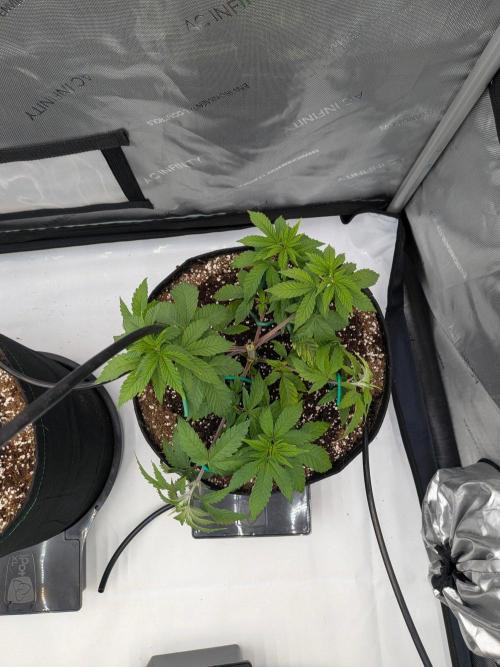 Clementine Slush #2. Week 7 - Week 7 - Day 45: LST