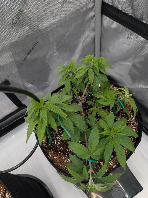 Clementine Slush #2. Week 7 - Week 7 - Day 45: LST