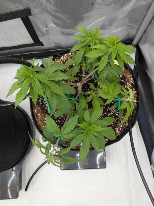 Clementine Slush #2. Week 7 - Week 7 - Day 45: LST