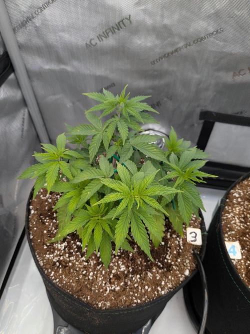 Clementine Slush #3. Week 7 - Week 7 - Day 47: Looking Happy