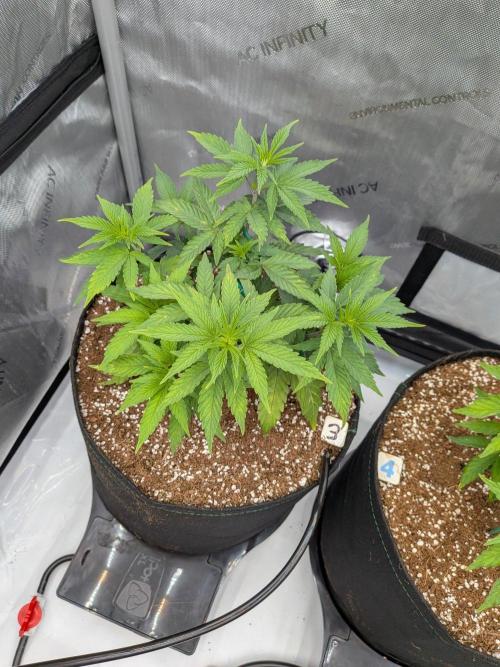 Clementine Slush #3. Week 7 - Week 7 - Day 48: Glorious