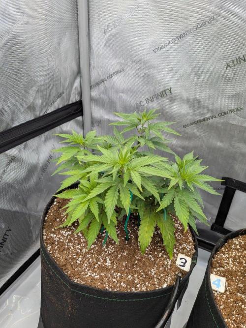 Clementine Slush #3. Week 7 - Week 7 - Day 48: Glorious