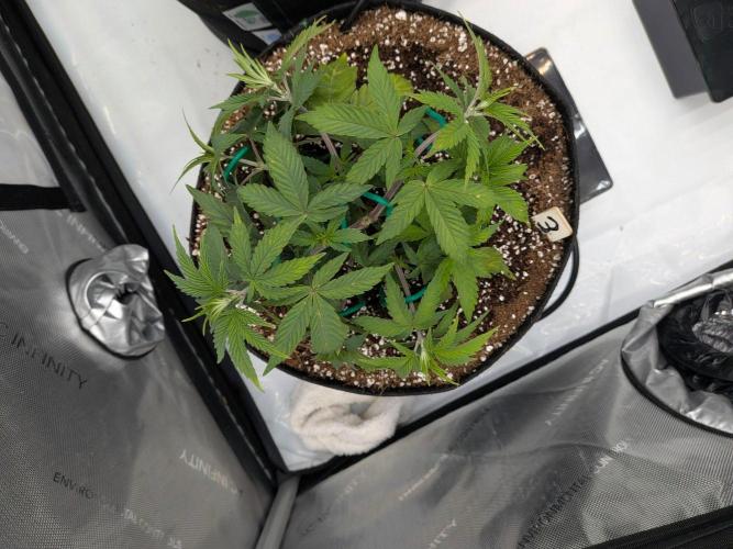 Clementine Slush #3. Week 7 - Week 7 - Day 46: LST Preparation