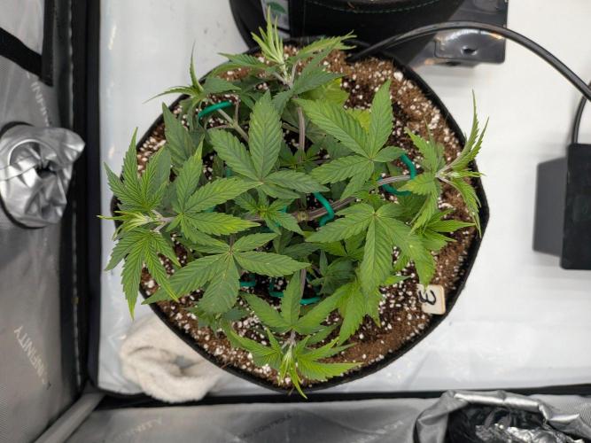 Clementine Slush #3. Week 7 - Week 7 - Day 46: LST Preparation