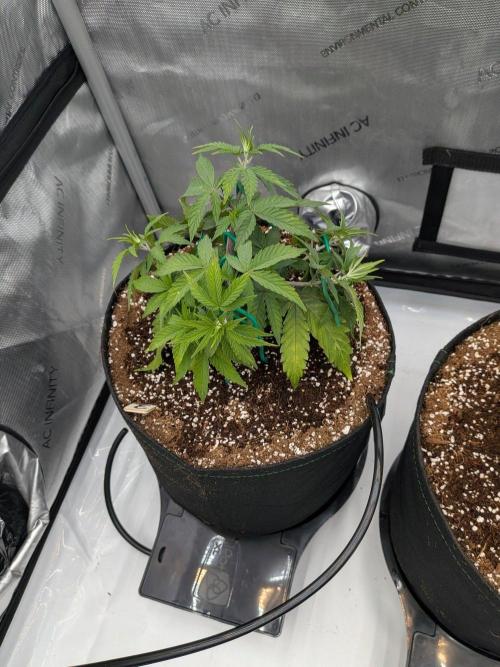 Clementine Slush #3. Week 7 - Week 7 - Day 46: LST Preparation