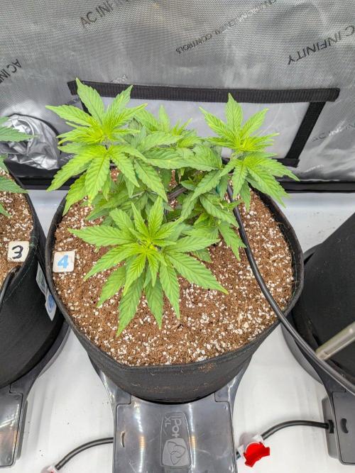 Clementine Slush #4. Week 7 - Week 7 - Day 48: Smallest, but Topping Spread Canopy