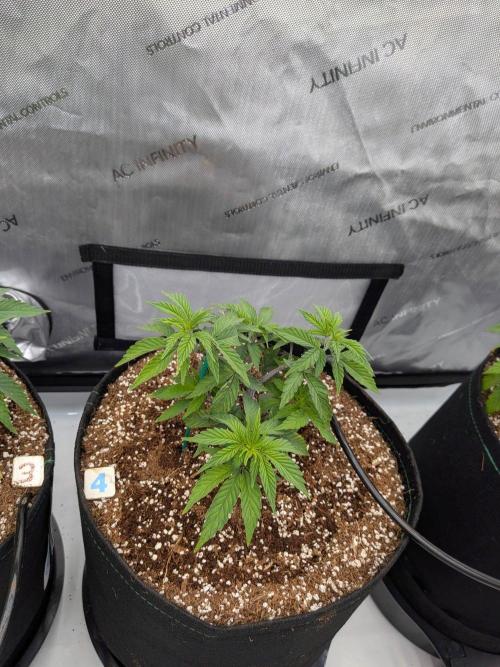 Clementine Slush #4. Week 7 - Week 7 - Day 47: Crazy Difference Between This and Day 48