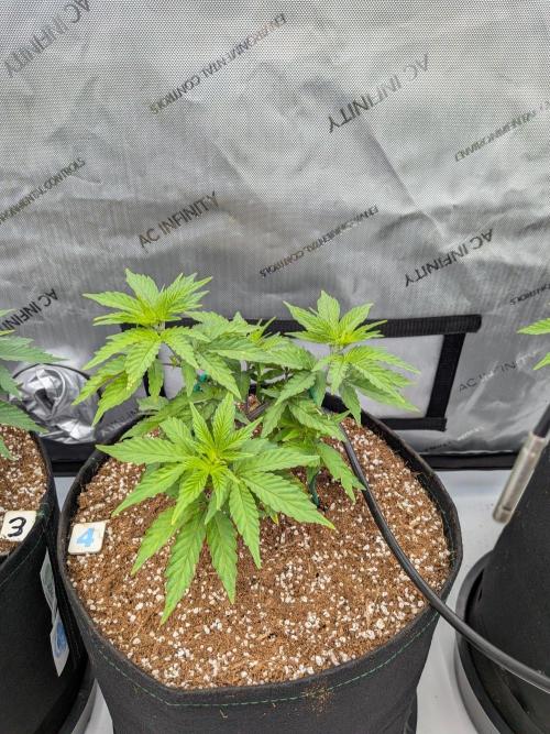 Clementine Slush #4. Week 7 - Week 7 - Day 48: Smallest, but Topping Spread Canopy