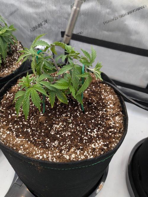 Clementine Slush #4. Week 7 - Week 7 - Day 46: Solid Growing