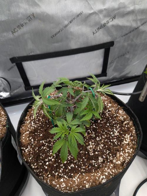 Clementine Slush #4. Week 7 - Week 7 - Day 46: Solid Growing - LST