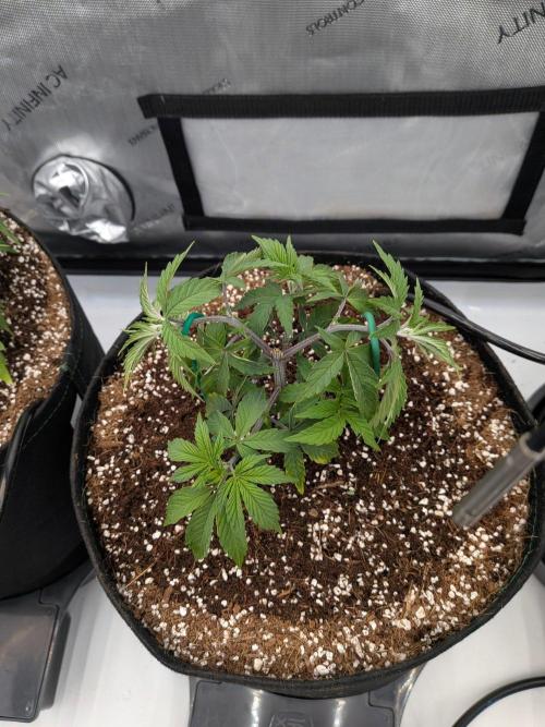 Clementine Slush #4. Week 7 - Week 7 - Day 46: Solid Growing - LST