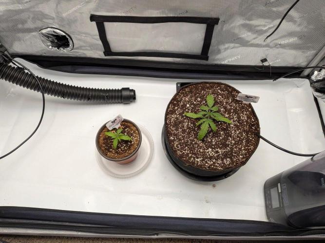 Critical Mass CBD Auto #1. Week 2 - Day 13 - Transplant is successful with Stash Base and Mammoth P