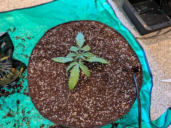Critical Mass CBD Auto #1. Week 2 - Day 13 - Transplant is successful with Stash Base and Mammoth P