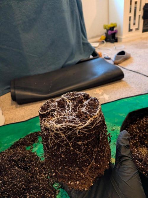 Critical Mass CBD Auto #1. Week 2 - Day 13 - Great Roots!
