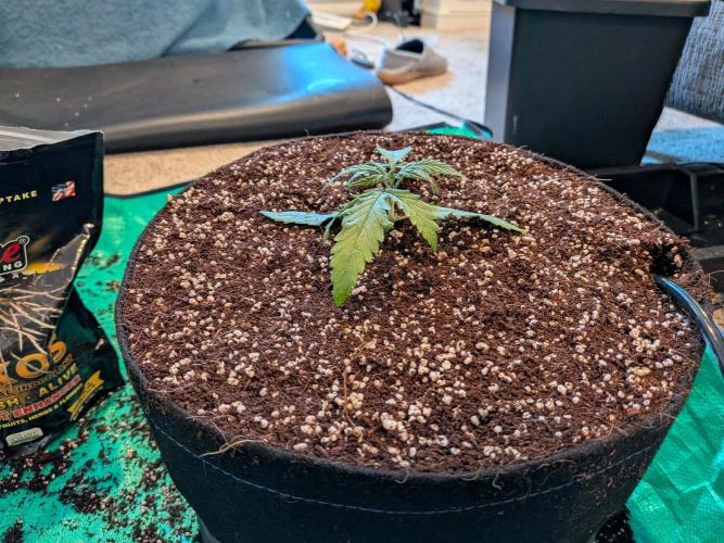 Critical Mass CBD Auto #1. Week 2 - Day 13 - Transplant is successful with Stash Base and Mammoth P