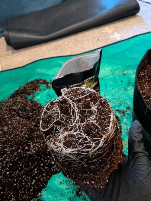Critical Mass CBD Auto #1. Week 2 - Day 13 - Great Roots!