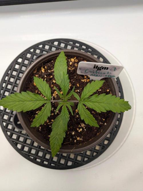 Critical Mass CBD Auto #1. Week 2 - Day 12 - Ready for Transplant