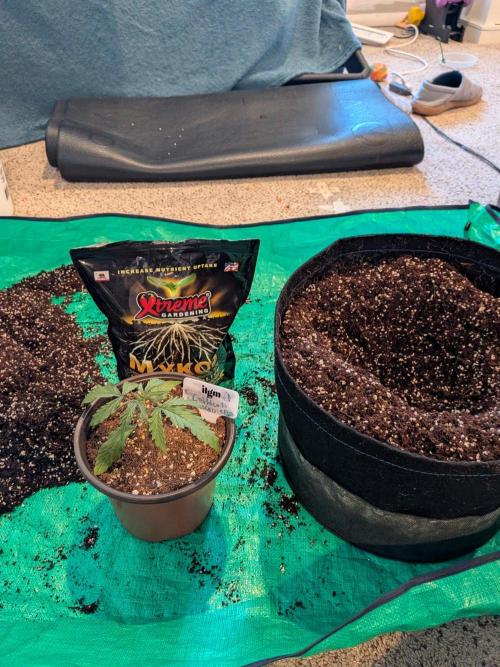 Critical Mass CBD Auto #1. Week 2 - Day 13 - Transplant with Mykos