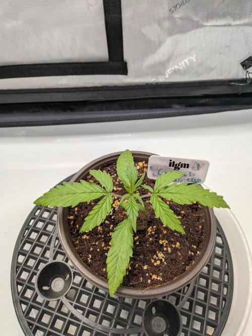 Critical Mass CBD Auto #1. Week 2 - Day 11 - A bit light in Color