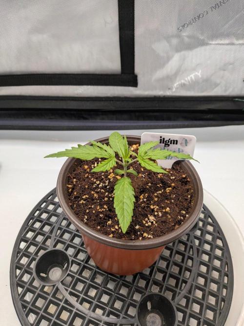 Critical Mass CBD Auto #1. Week 2 - Day 11