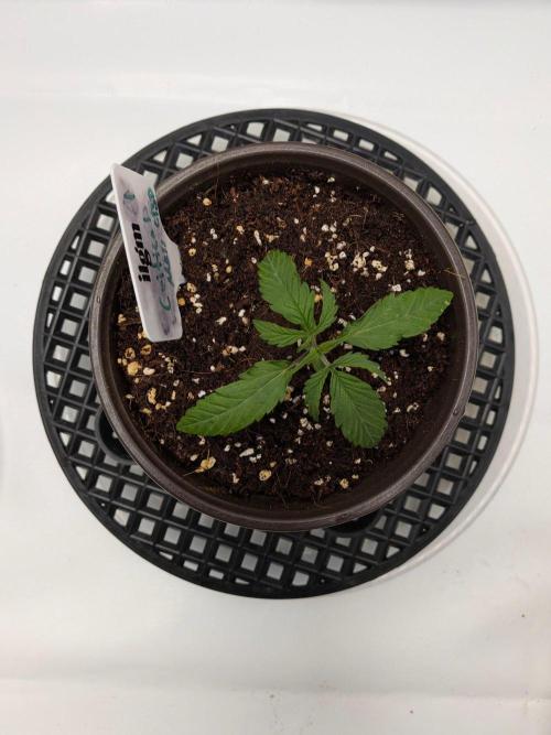 Critical Mass CBD Auto #1. Week 2 - Day 10