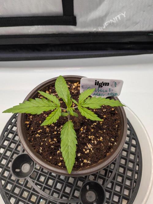 Critical Mass CBD Auto #1. Week 2 - Day 10