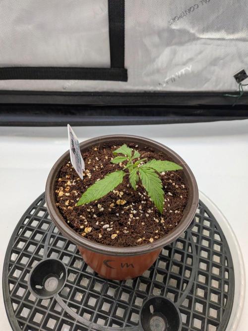 Critical Mass CBD Auto #1. Week 2 - Day 10