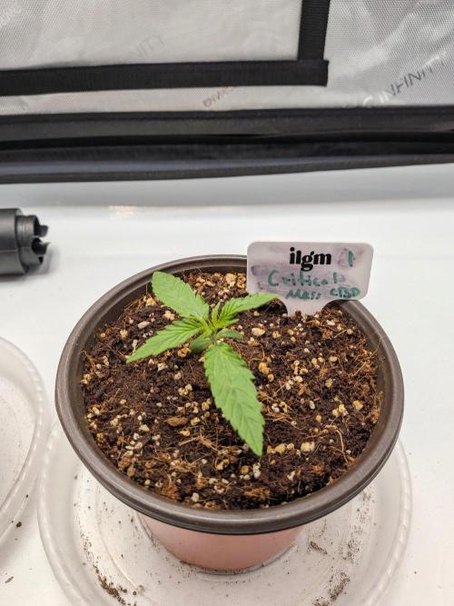 Critical Mass CBD Auto #1. Week 2 - Day 8