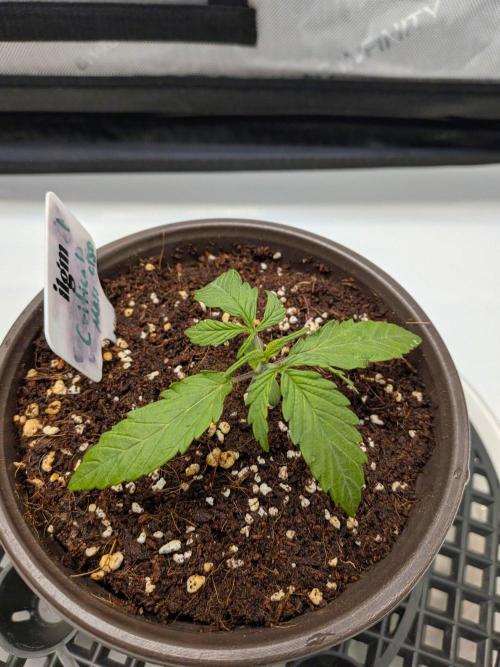 Critical Mass CBD Auto #1. Week 2 - Day 8