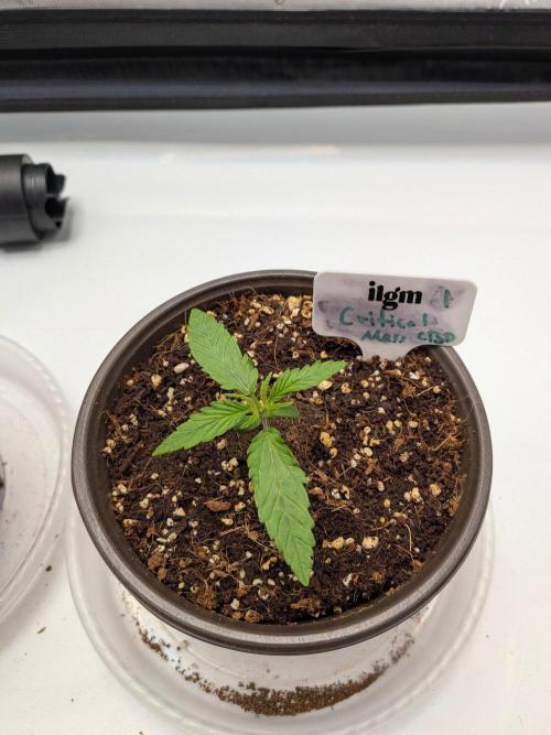 Critical Mass CBD Auto #1. Week 2 - Day 8