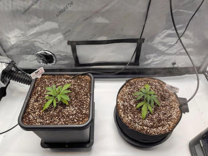 Critical Mass CBD Auto #2. Week 2 - Week 2 - Day 14 - Transplant Successful! 