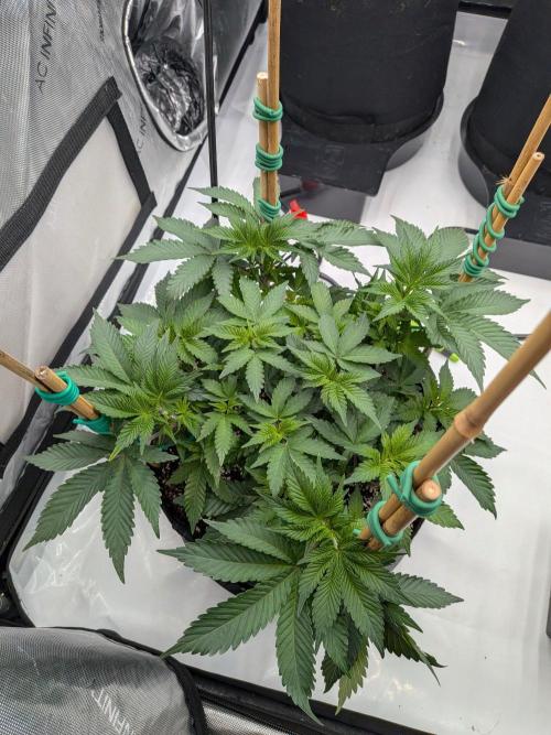 Clementine Slush #5. Week 8 - Week 8 - Day 56: Holy Moly, She is Ready