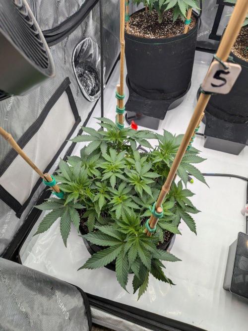 Clementine Slush #5. Week 8 - Week 8 - Day 56: Holy Moly, She is Ready