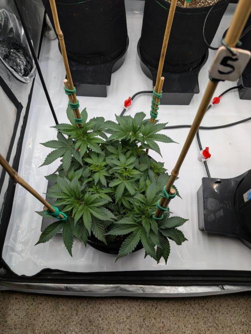 Clementine Slush #5. Week 8 - Week 8 - Day 54: Dang!