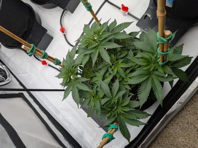 Clementine Slush. Week 8
