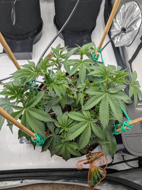 Clementine Slush #1. Week 8 - Week 8 - Day 55: Shaped and ready!