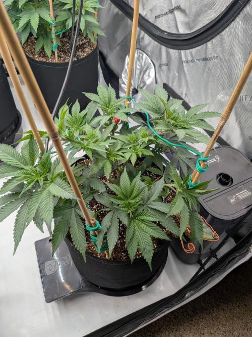 Clementine Slush #1. Week 8 - Week 8 - Day 56: Shaped and ready!