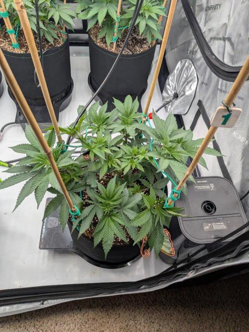 Clementine Slush #1. Week 8 - Week 8 - Day 56: Shaped and ready!