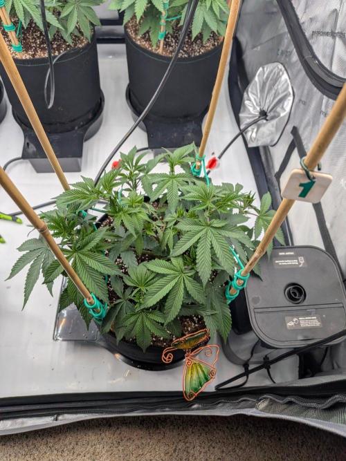 Clementine Slush #1. Week 8 - Week 8 - Day 55: Shaped and ready!