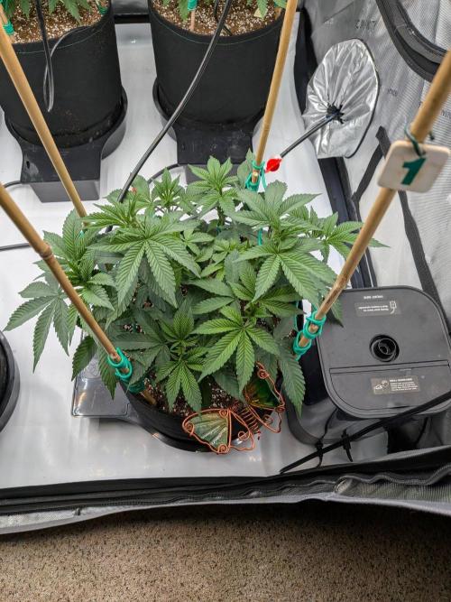 Clementine Slush #1. Week 8 - Week 8 - Day 54: Solid and Large Fan Leaves