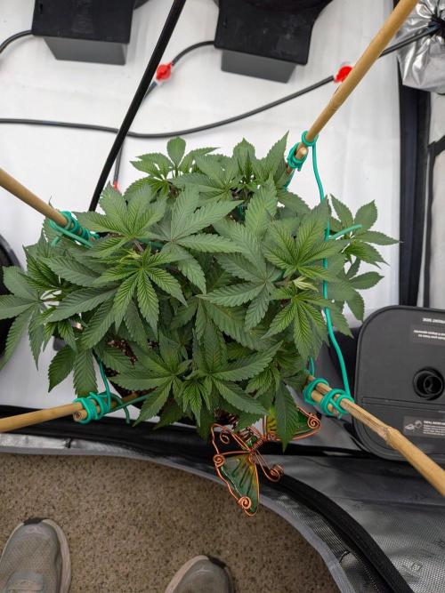 Clementine Slush #1. Week 8 - Week 8 - Day 53