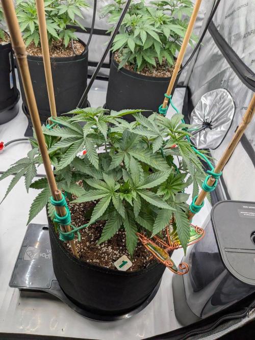 Clementine Slush. Week 8